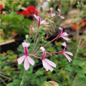 Pelargonium 'Lavender Lindy'